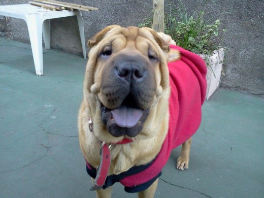 Hola soy una Shar pei hermosa, muy jugetona y amo a mi mama.